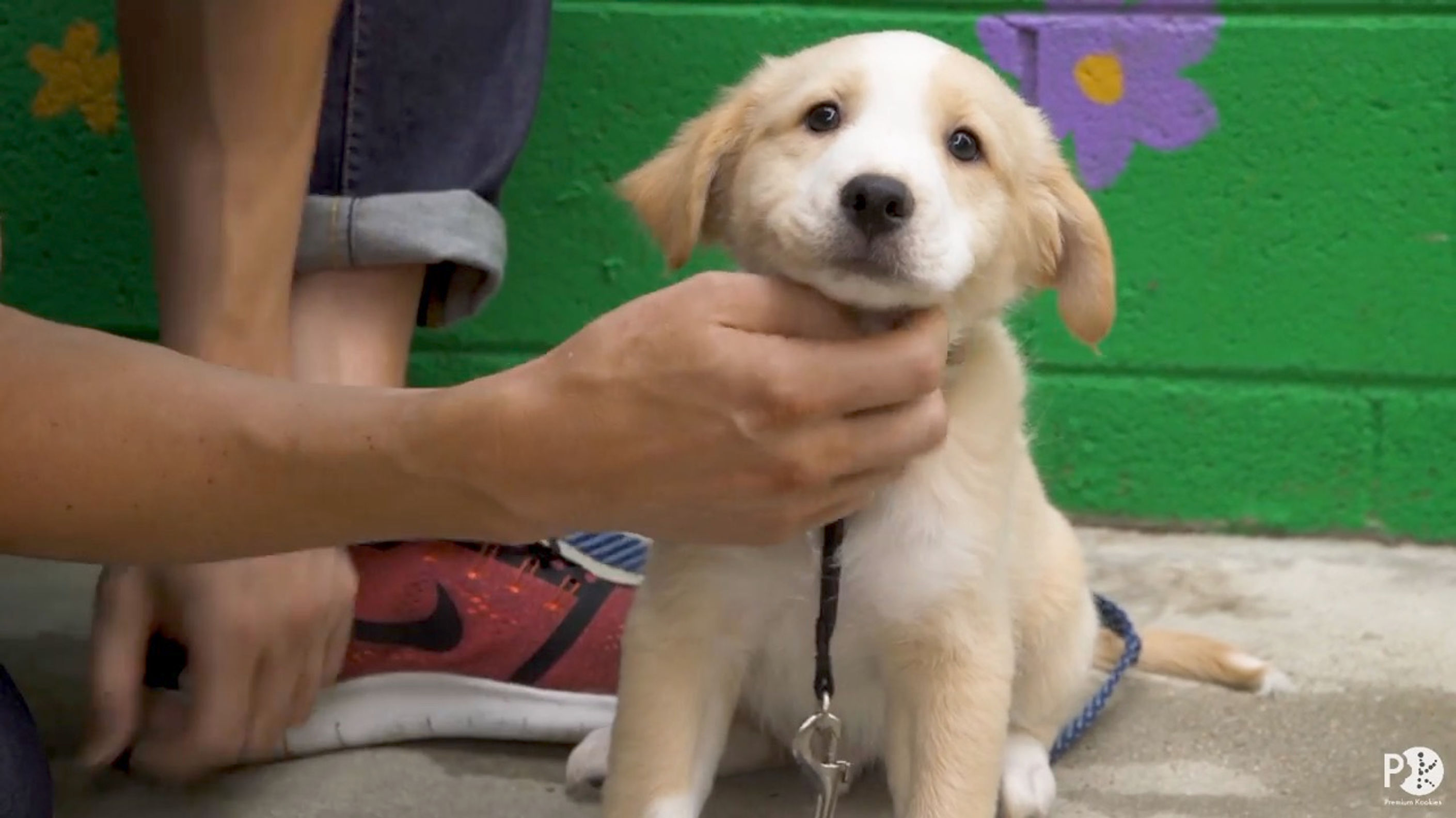 The Dog Adoption Specialist